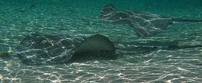 Stingrays swimming at Norman's Cay