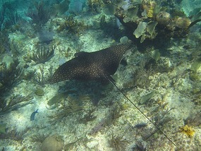 Beautiful Spotted Eagle Ray