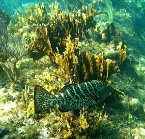 Dave's favorite Nassau Grouper