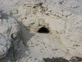 Home for an iguana (see the tail track)