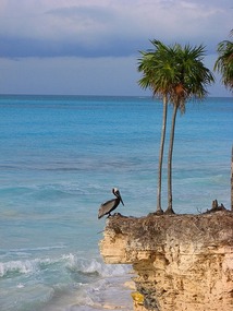 Pelican atop cliff