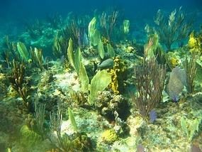 Reef Coral