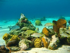 The Admiral's Aquarium, Cockburn Harbour