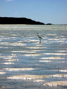 Tidal Flats at Long Cay