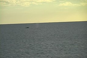 Whale Sighting Video