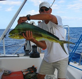 Female Mahi Mahi