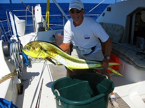 Mahi Mahi