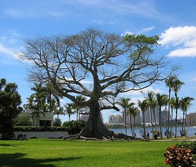 Beautiful Trees near Flagler Museum