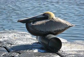 Fernandina Beach Local