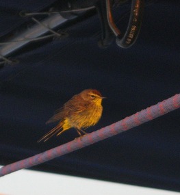 Stopover in Flight
