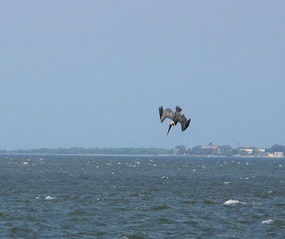 Diving Pelicans near  Charleston anchorage