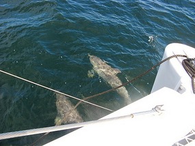 Frolicking Dolphins enroute to Charleston