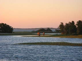 Wild horses along the Taylor River