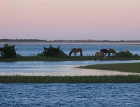 A glimpse of wild horses in the early morning 
