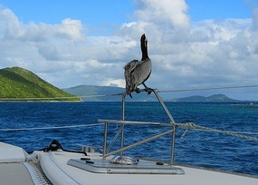 Pelican fishing from our boat