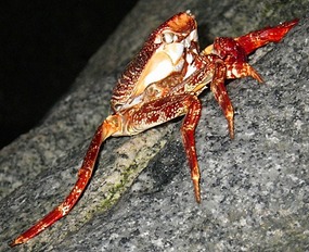 Resident Crab at The Baths
