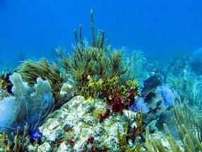 Coral Garden at Saltpond Bay