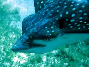 Head of Spotted Eagle Ray at Saltpond Bay