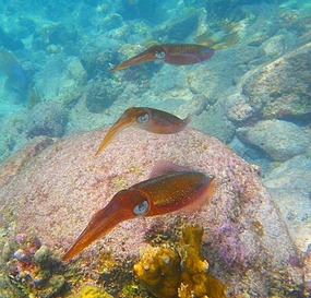 Squids at Caneel Bay