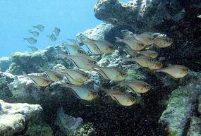 Snorkeling near Canouan anchorage