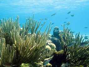 Tobago Cays Reefs