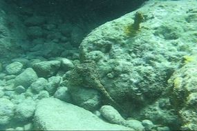 Click to View Video of Octopus at Chatham Bay