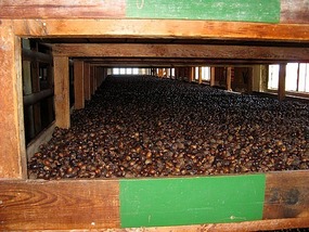 Nutmegs at the processing plant