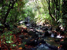 Trail to Seven Sisters Falls