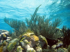 Trumpet Fish on reef