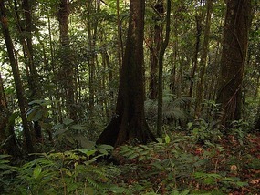 Hiking up Morne Diablotin rainforest