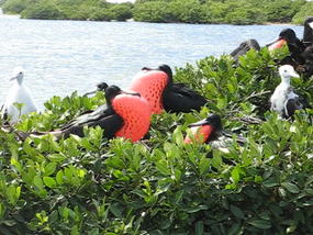 Click on this video of the Frigate Birds!