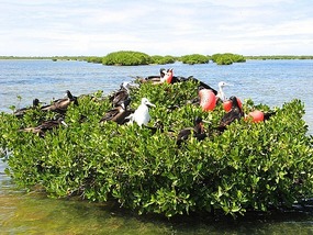 Gliding past nesting frigate birds