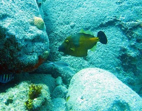 Snorkeling at Ile Fourche