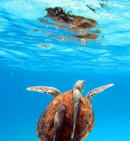 Hitchhikers on turtle's back at Waterlemon Cay