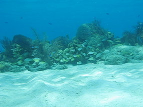 Click to view Acklins patch reef 