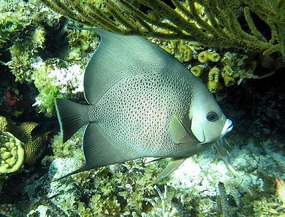 French Angel Fish