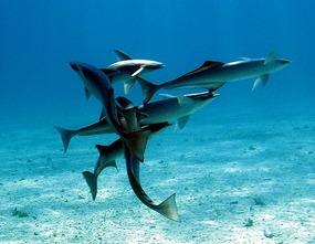 Graceful remora swimming beneath Pas de Deux