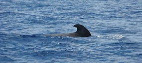 Pilot whale sighting