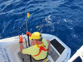 Wally brings Marlin alongside
