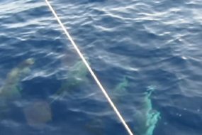 Watch video! Dolphins play with Pas de Deux