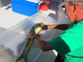 Wally filets Mahi