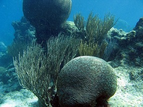 Brain and other corals