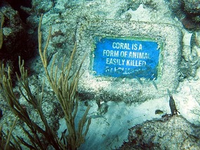Coral is form of animal easily killed by pollution