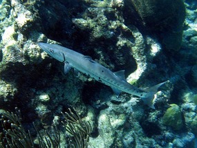 Dave's barracuda near his marker