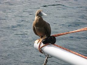 Our "Thanks Giving" Brown Booby