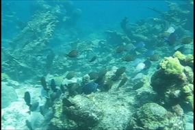 Click to Watch Video!!  Schooling Blue Tangs