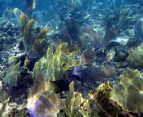 Large fan corals at Cayo Real 