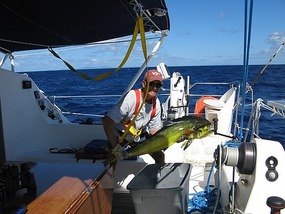 Mahi enroute to Vieques