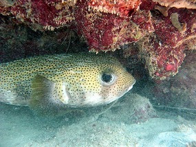 Porcupinefish (even cuter when facing you!)