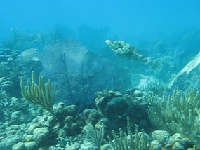Watch Video! Scrawled Filefish - Cayo de Luis Pena